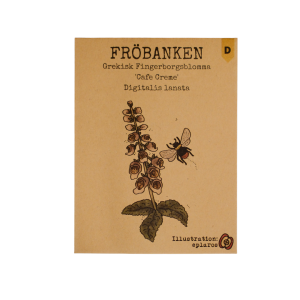 Grekisk Fingerborgsblomma - Cafe Creme